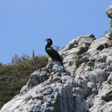 Cormorant.JPG