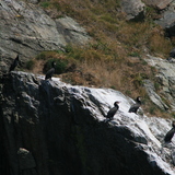 Cormorants.JPG