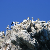 Gannets.JPG