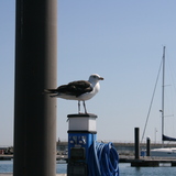 Greater_Black_Backed_Gull.JPG